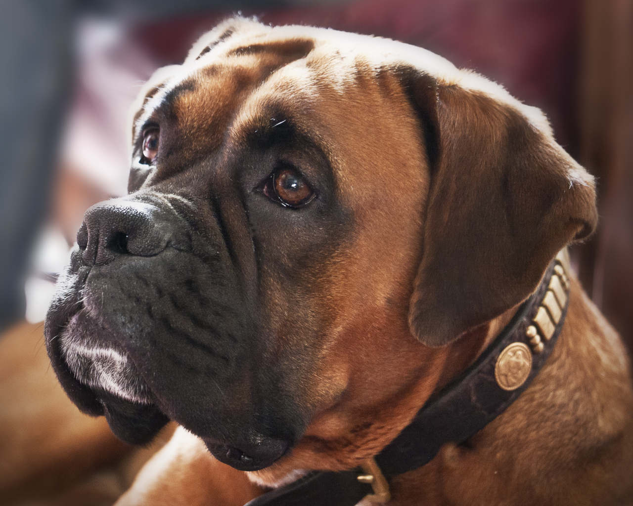 Красивый боксёр смотрит на хозяина