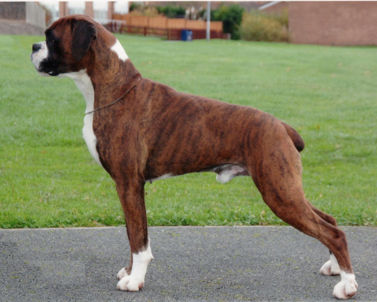 Красивый боксёр позирует