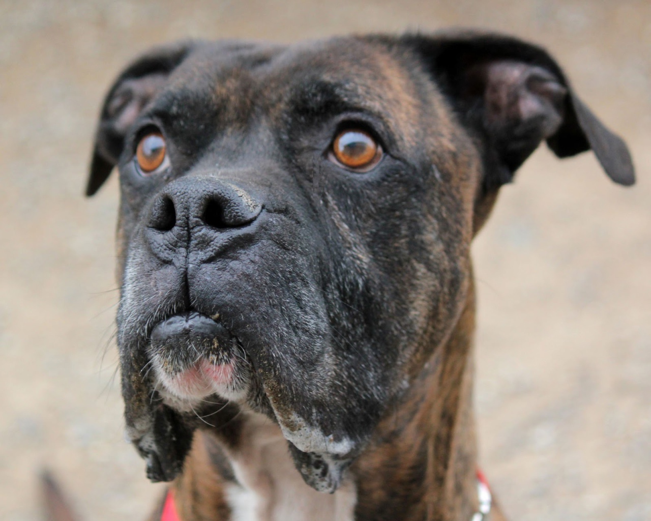 Красивый боксёр кого-то увидел