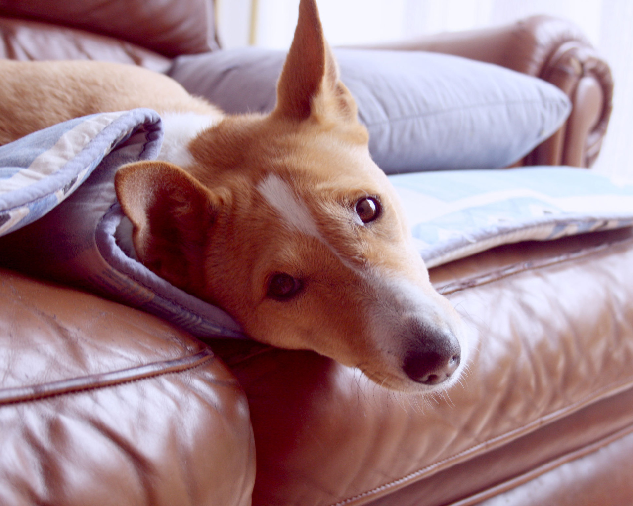 Beautiful dog Basenji breed is resting on the couch