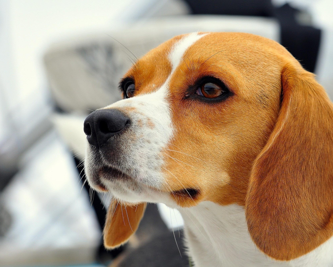 Beautiful dog beagle someone saw