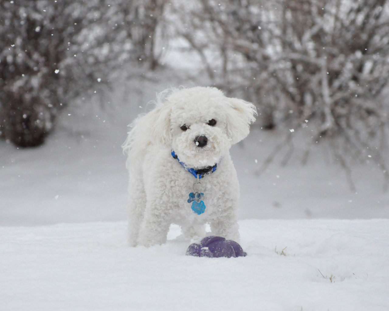Красивая собака породы бишон-фриз зимой на прогулке