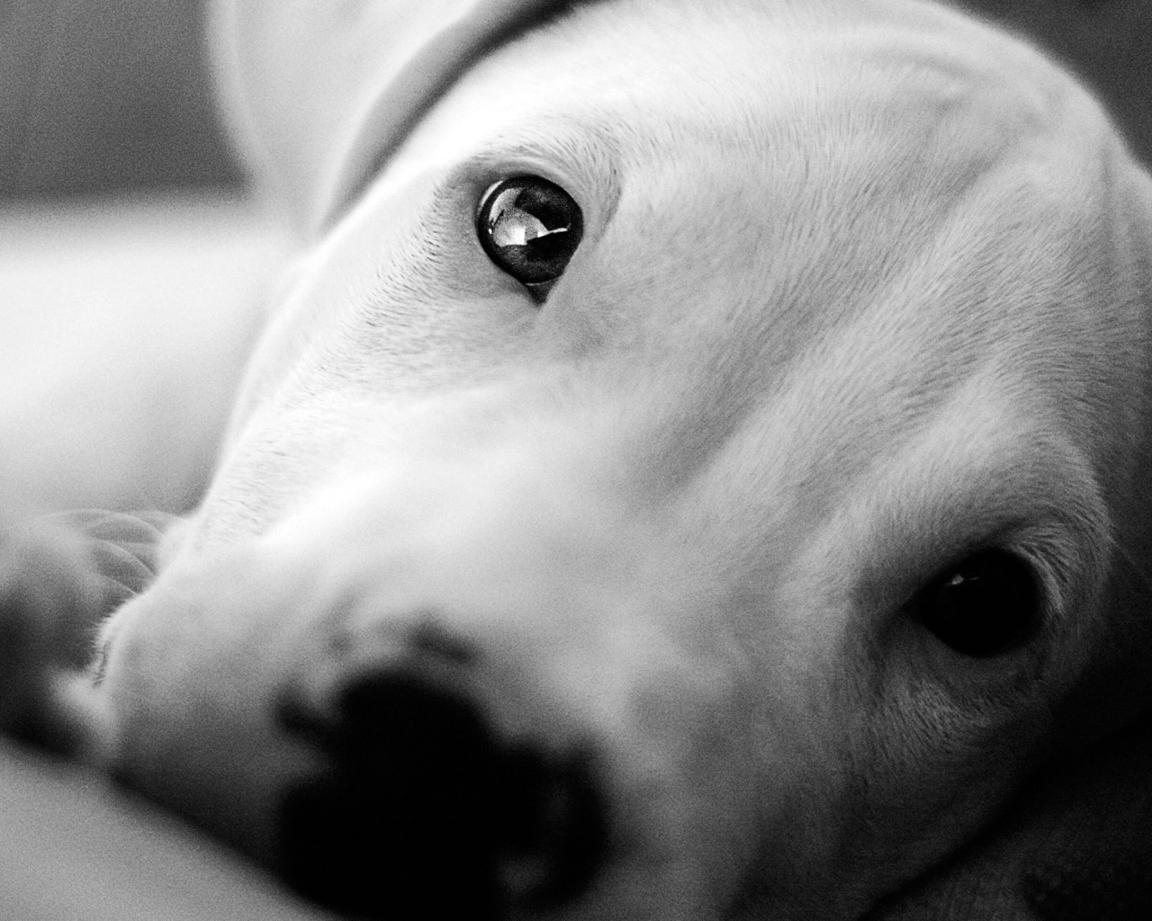 Красивые глаза аргентинского дога