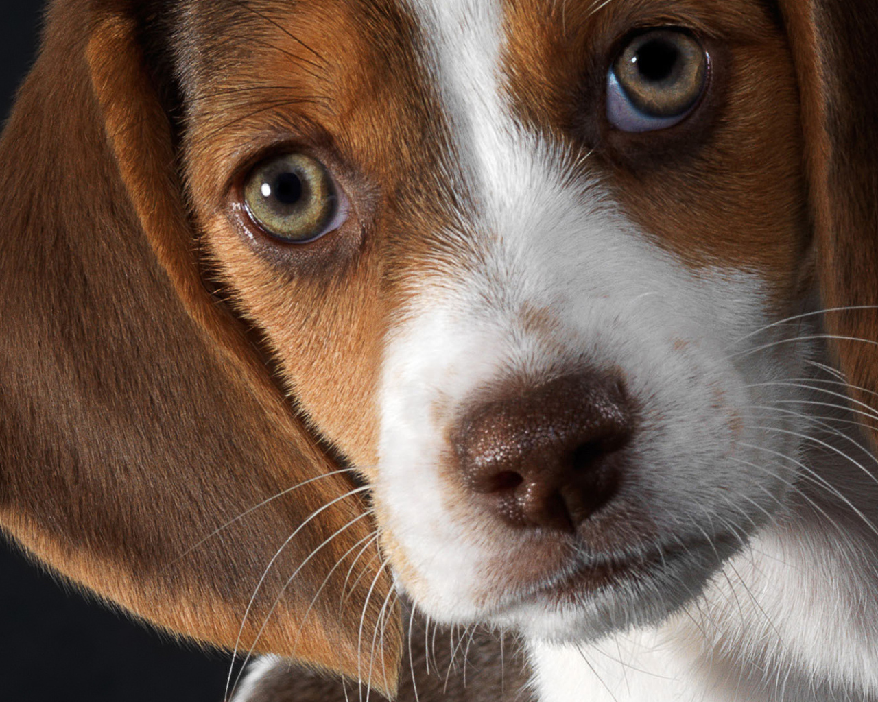 Красивые глаза собаки породы бигль