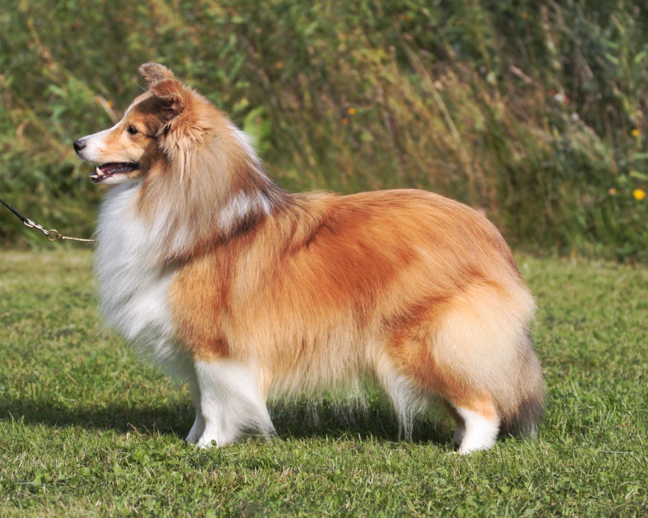 Пушистая красивая собака породы шелти