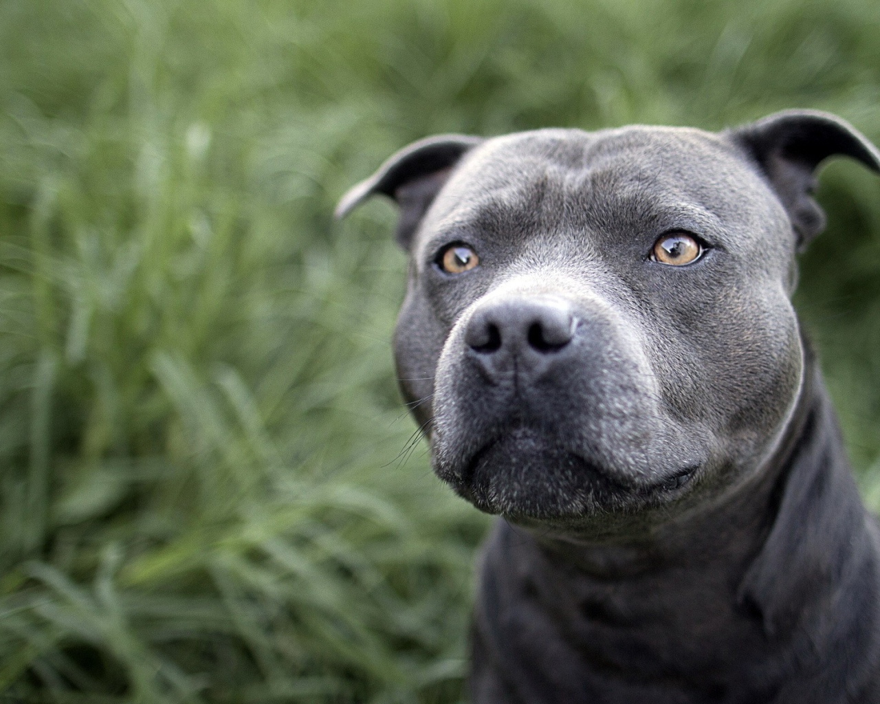 Красивый питубль на траве