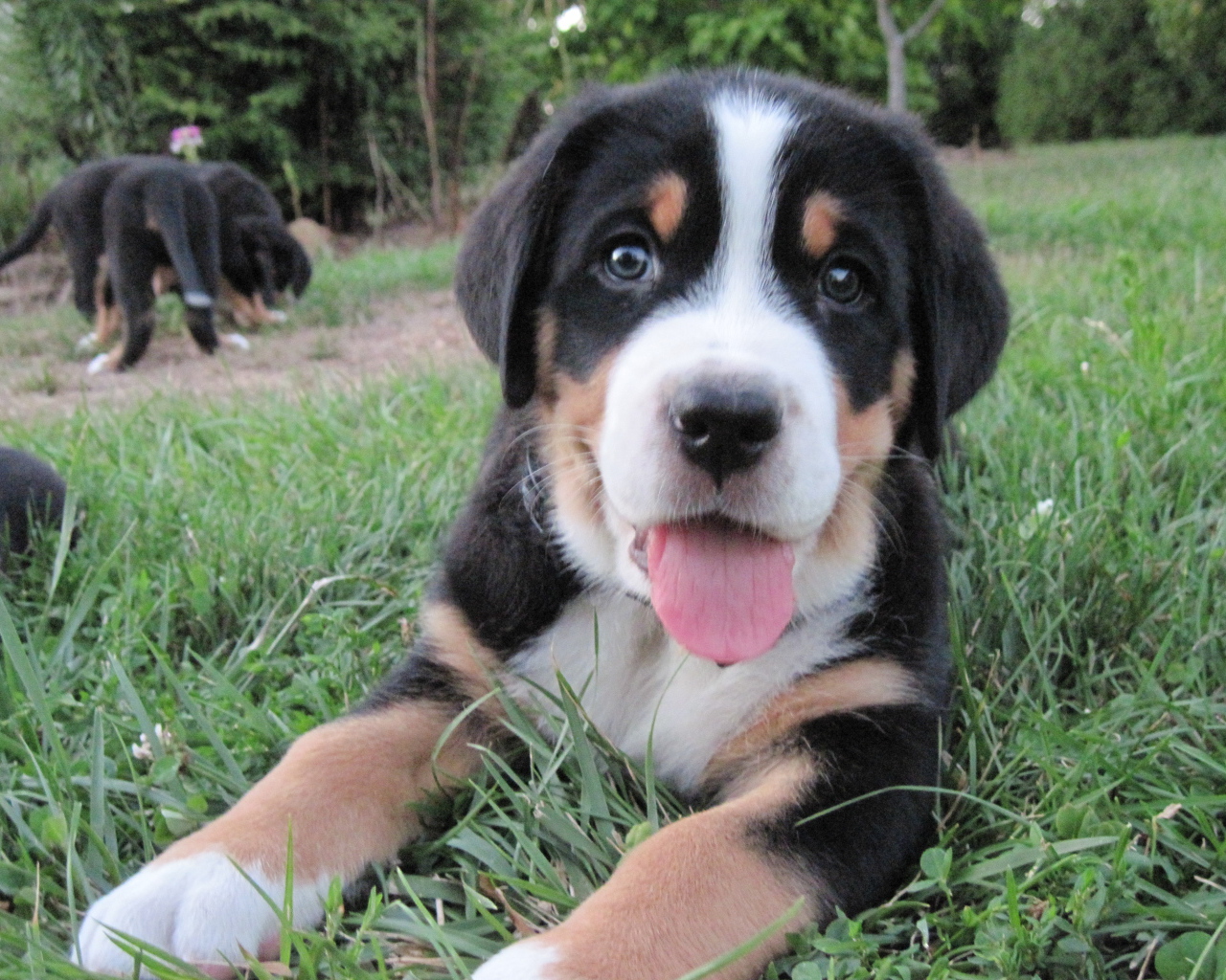 Красивый щенок большого швейцарского зенненхунда