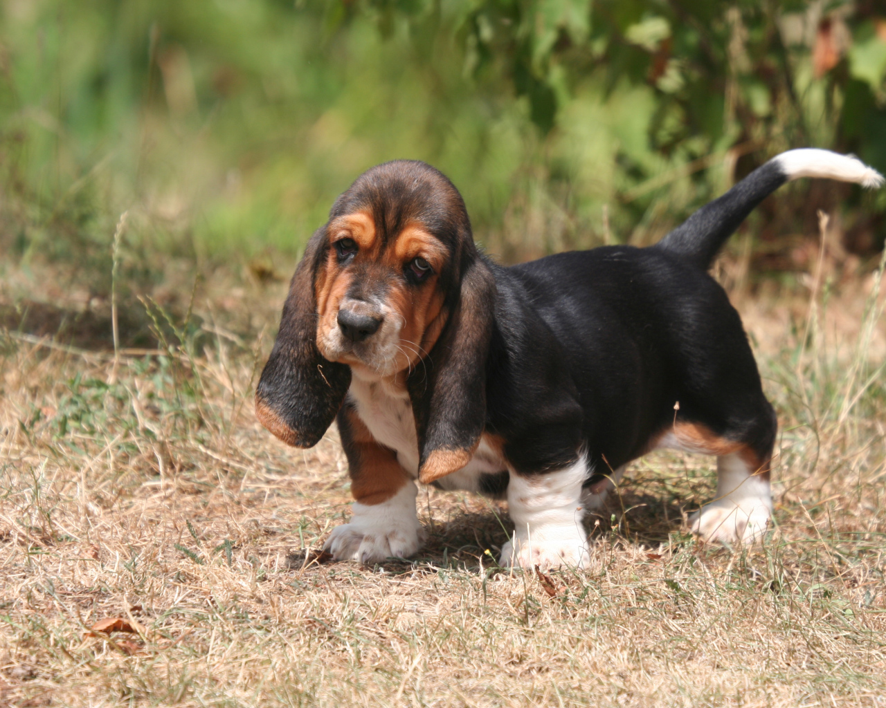 Красивый щенок бассет-хаунда на природе