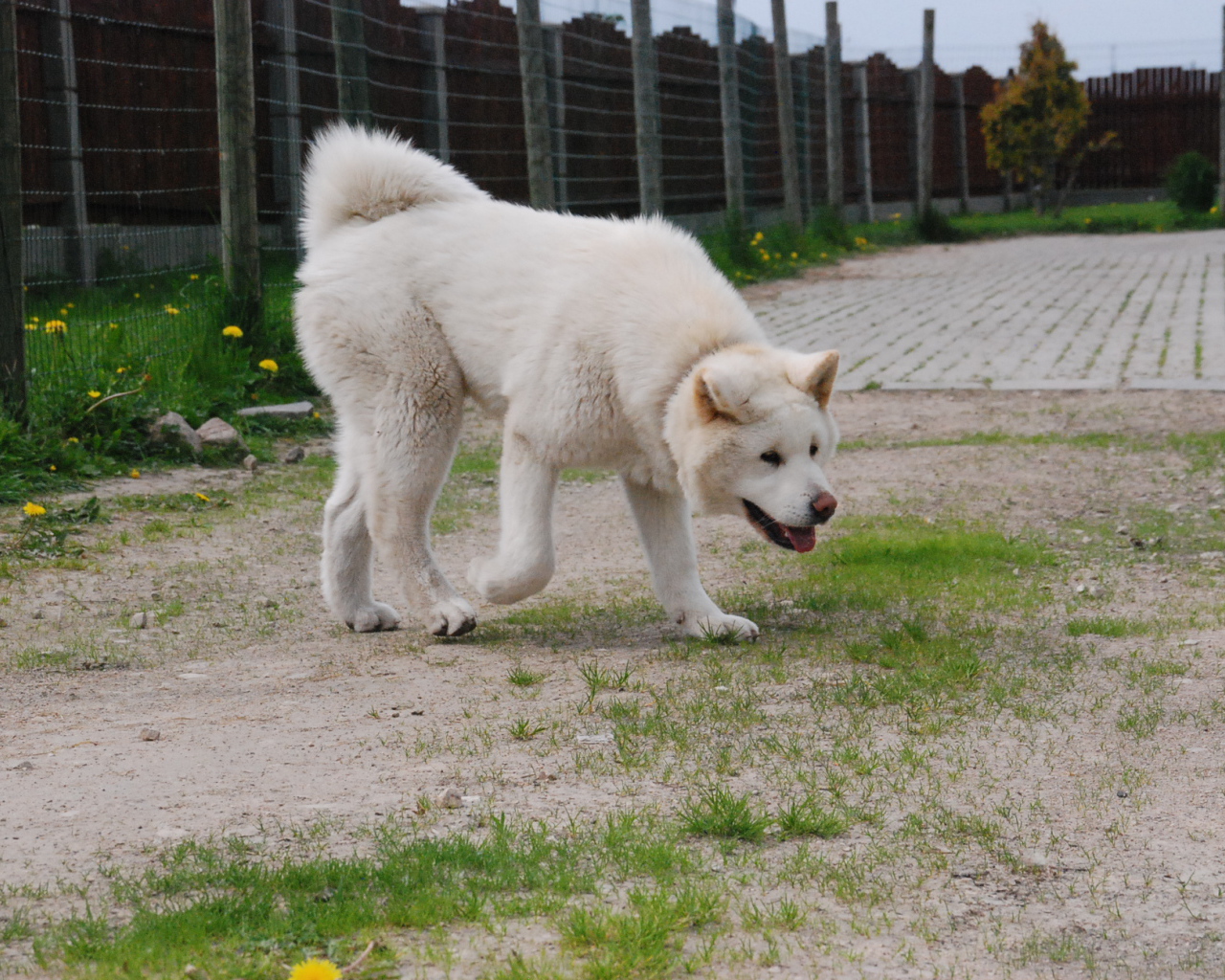 Белая красивая акита-ину