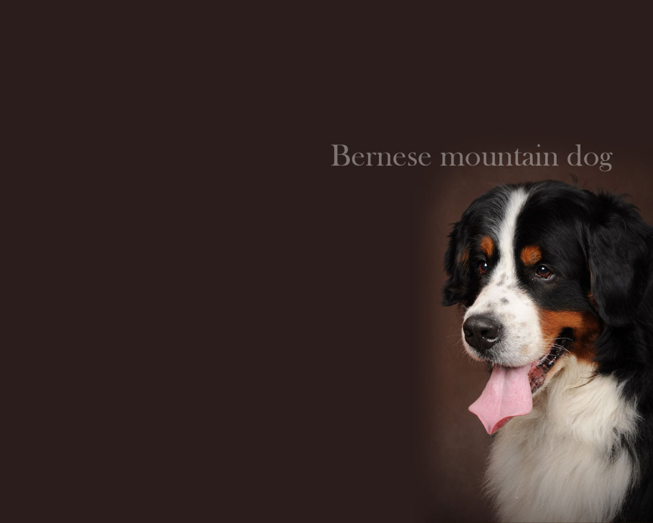 Бернская пастушья собака, красивая картинка