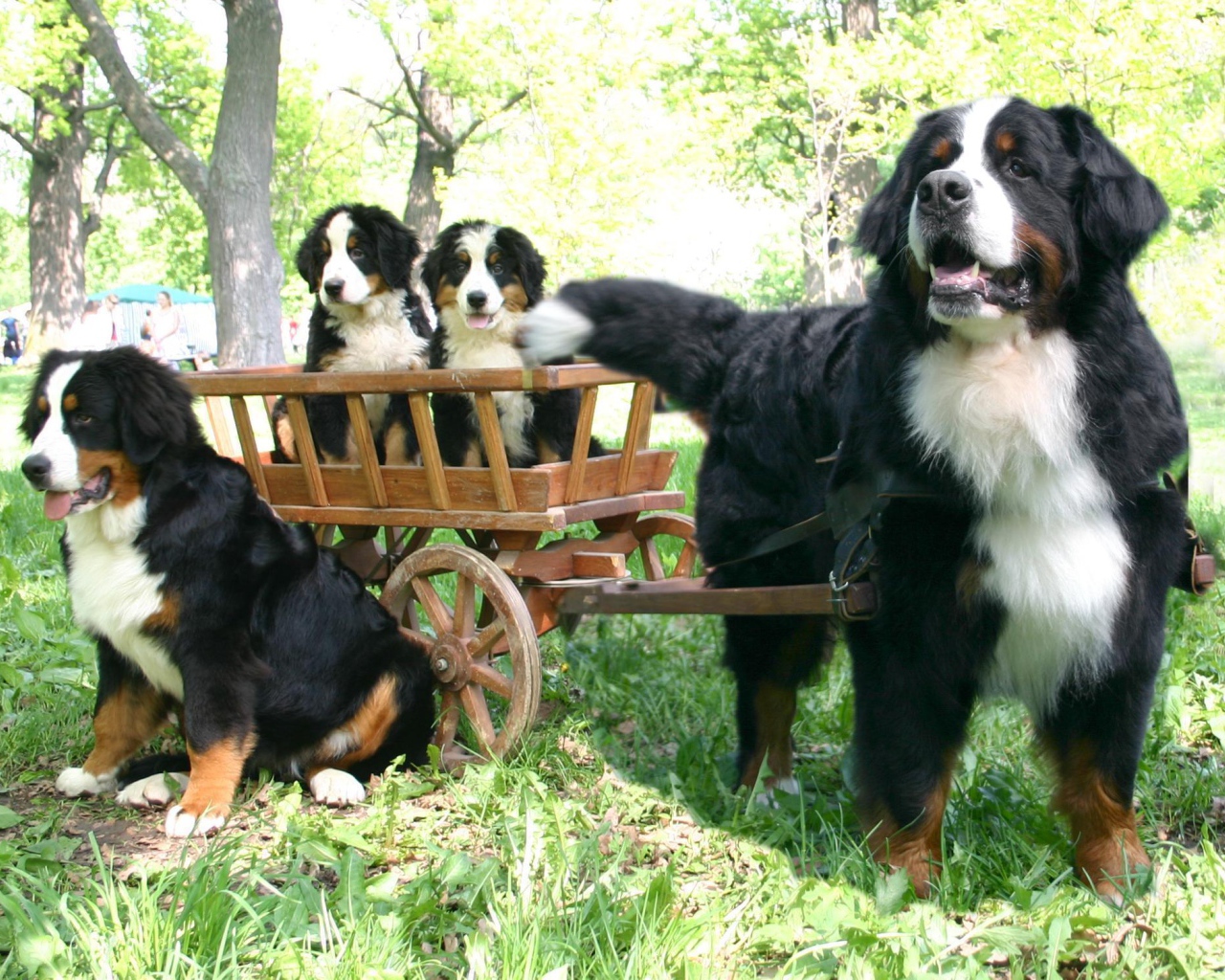 Бернская пастушья собака и её потомство