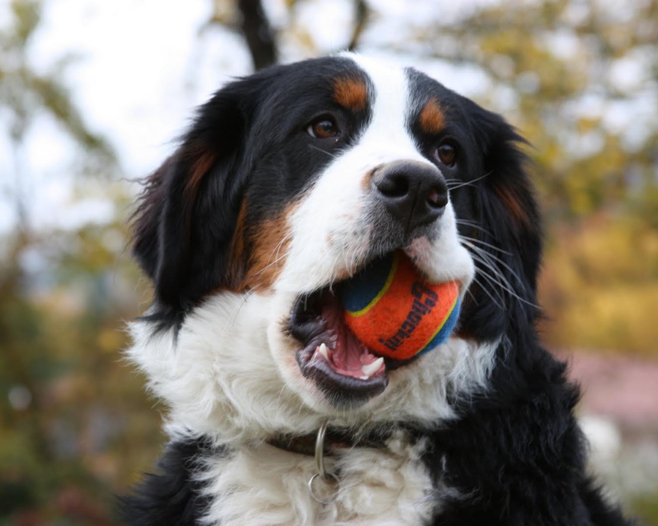 Бернская пастушья собака грызёт мяч