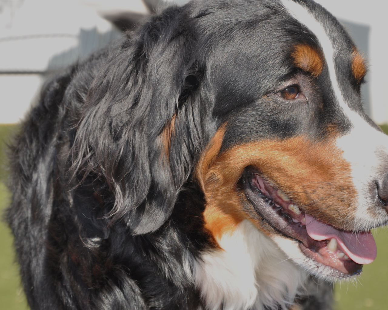 Бернская пастушья собака крупным планом