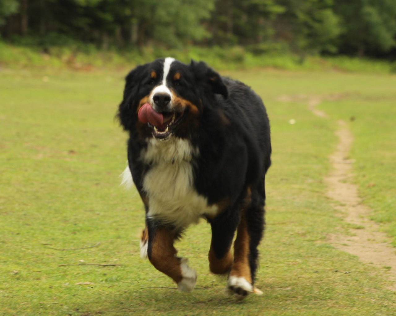 Бернская пастушья собака спешит к хозяину