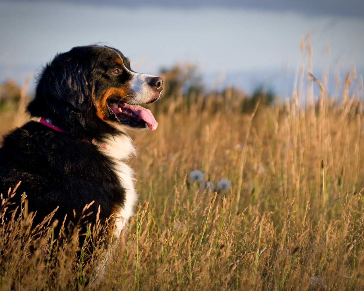 Бернская пастушья собака в поле