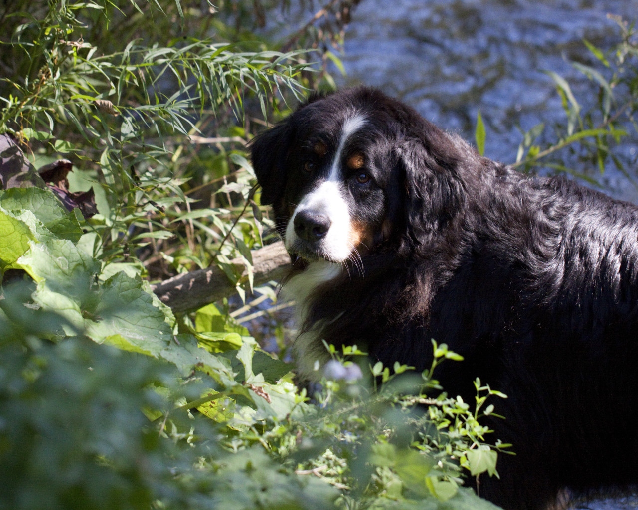 Бернская пастушья собака в кустах