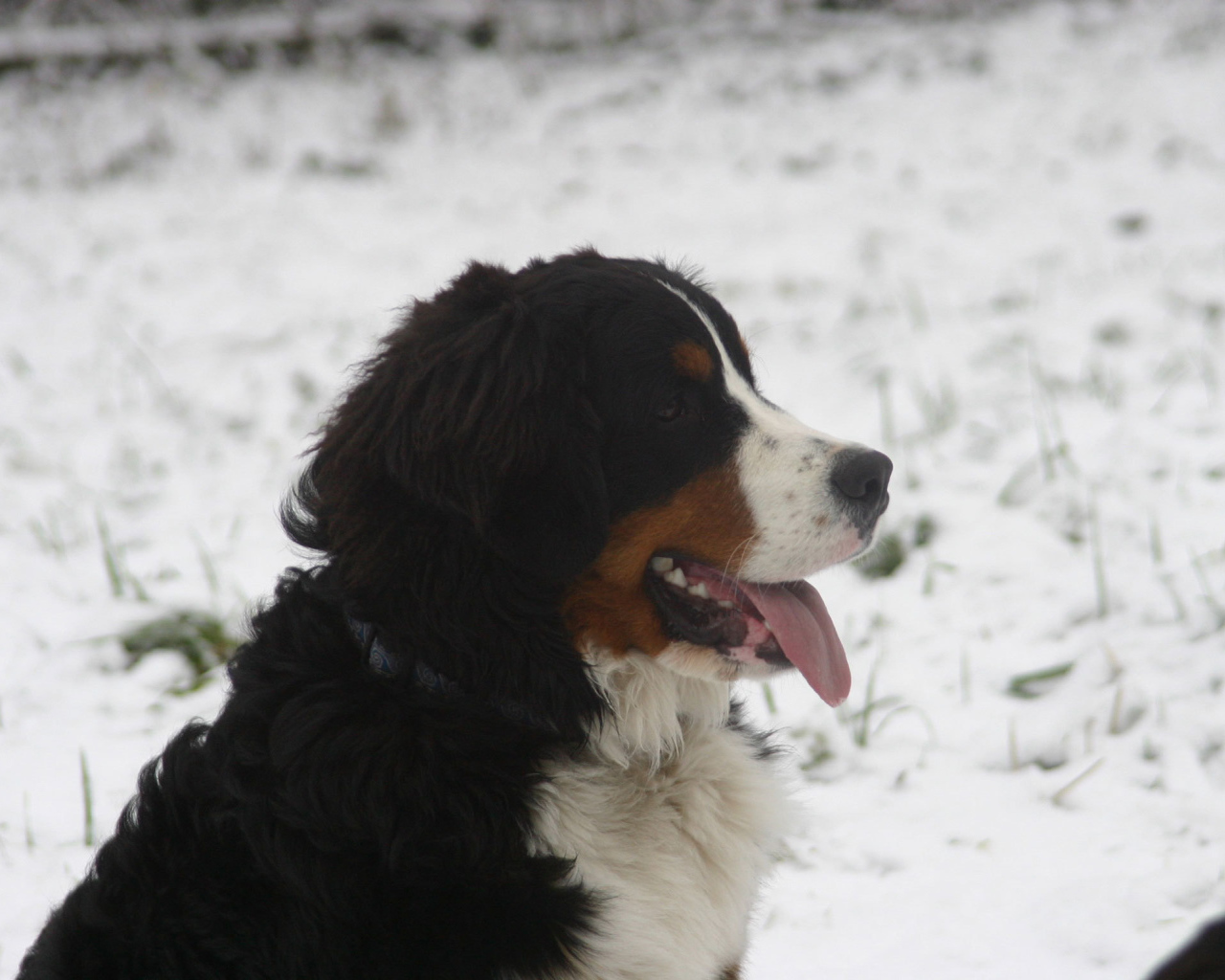 Бернская пастушья собака в снегу на фоне снегу