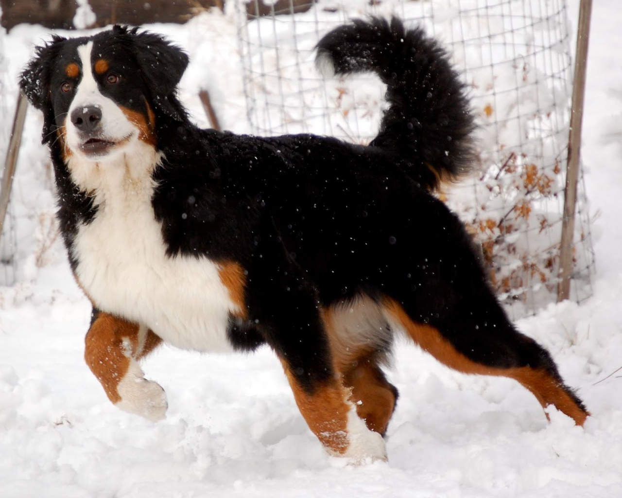 Бернская пастушья собака готовится бежать