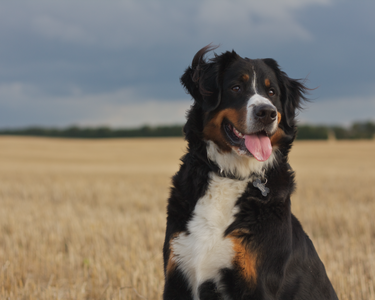 Бернская пастушья собака смотрит вдаль