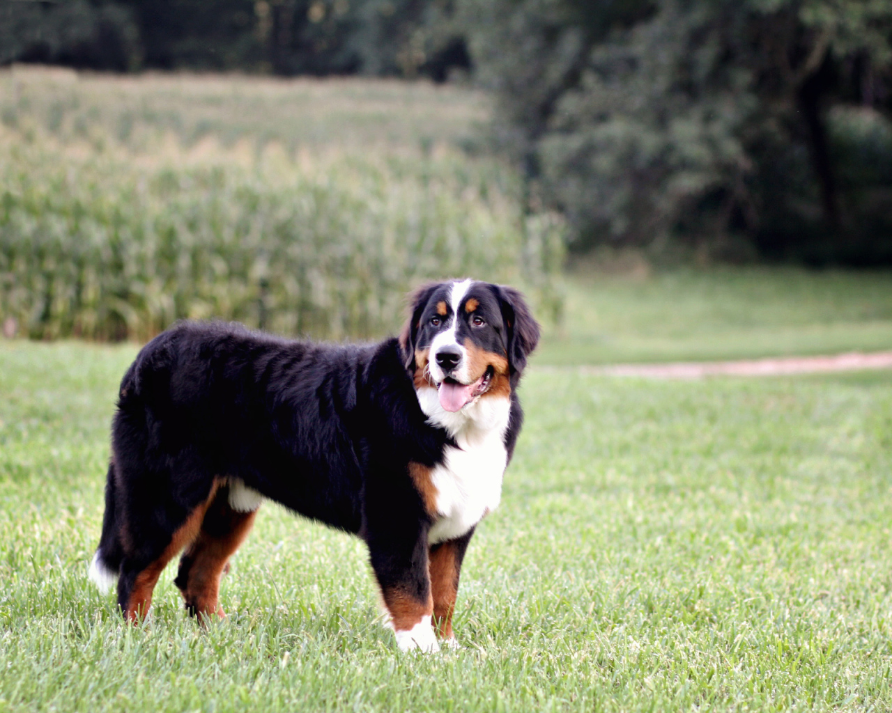 Bernese Mountain Dog posing in the field