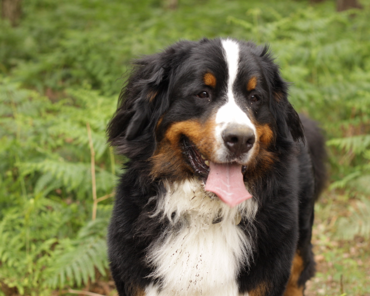 Бернская пастушья собака испачкалась в лесу