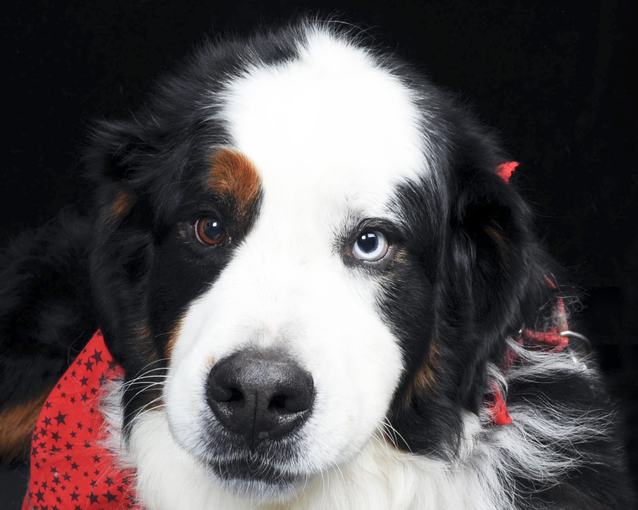 Бернская пастушья собака с разными глазами