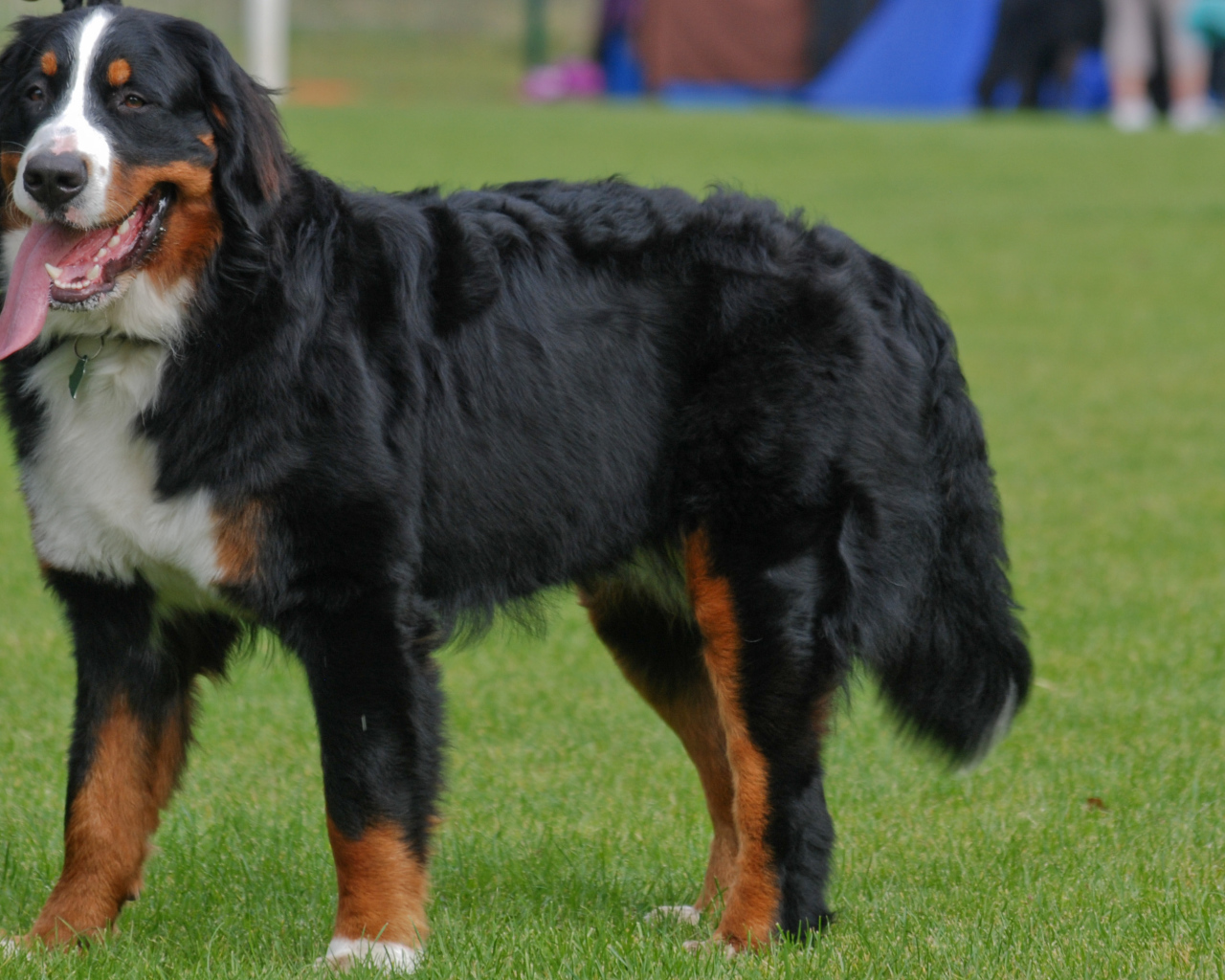 Бернская пастушья собака с длинным языком