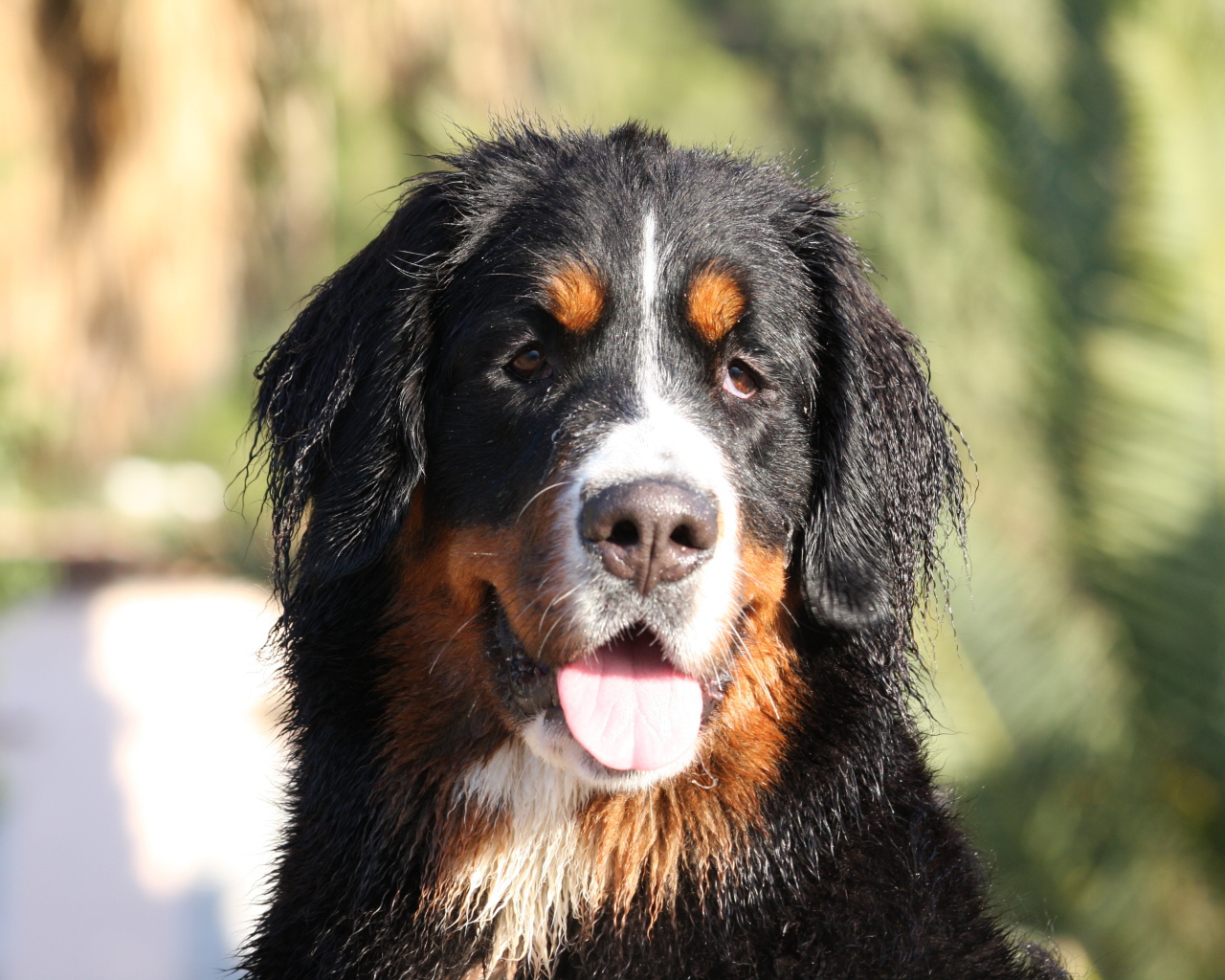 Бернская пастушья собака с мокрыми ушами