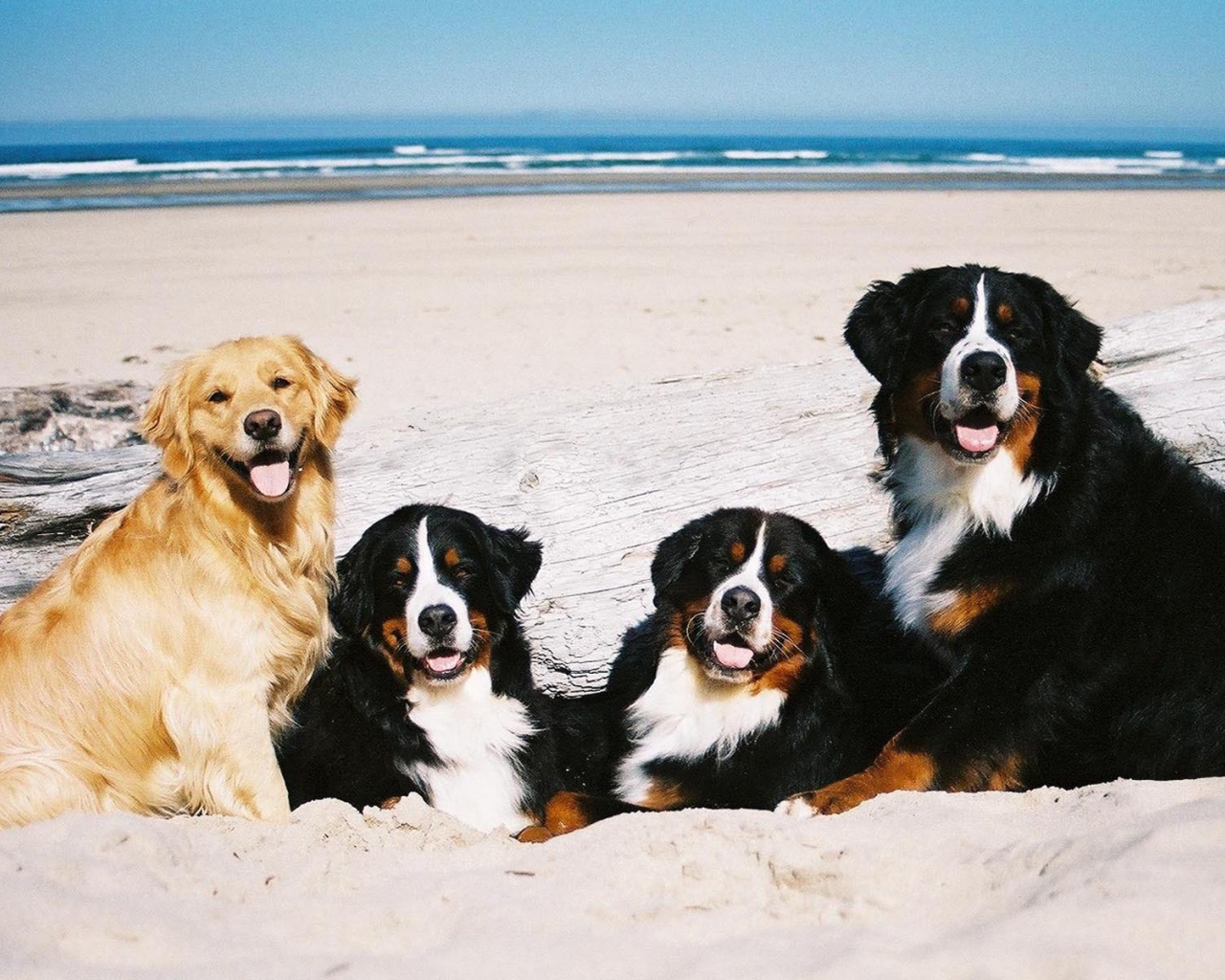 Бернские пастушьи собаки возле моря