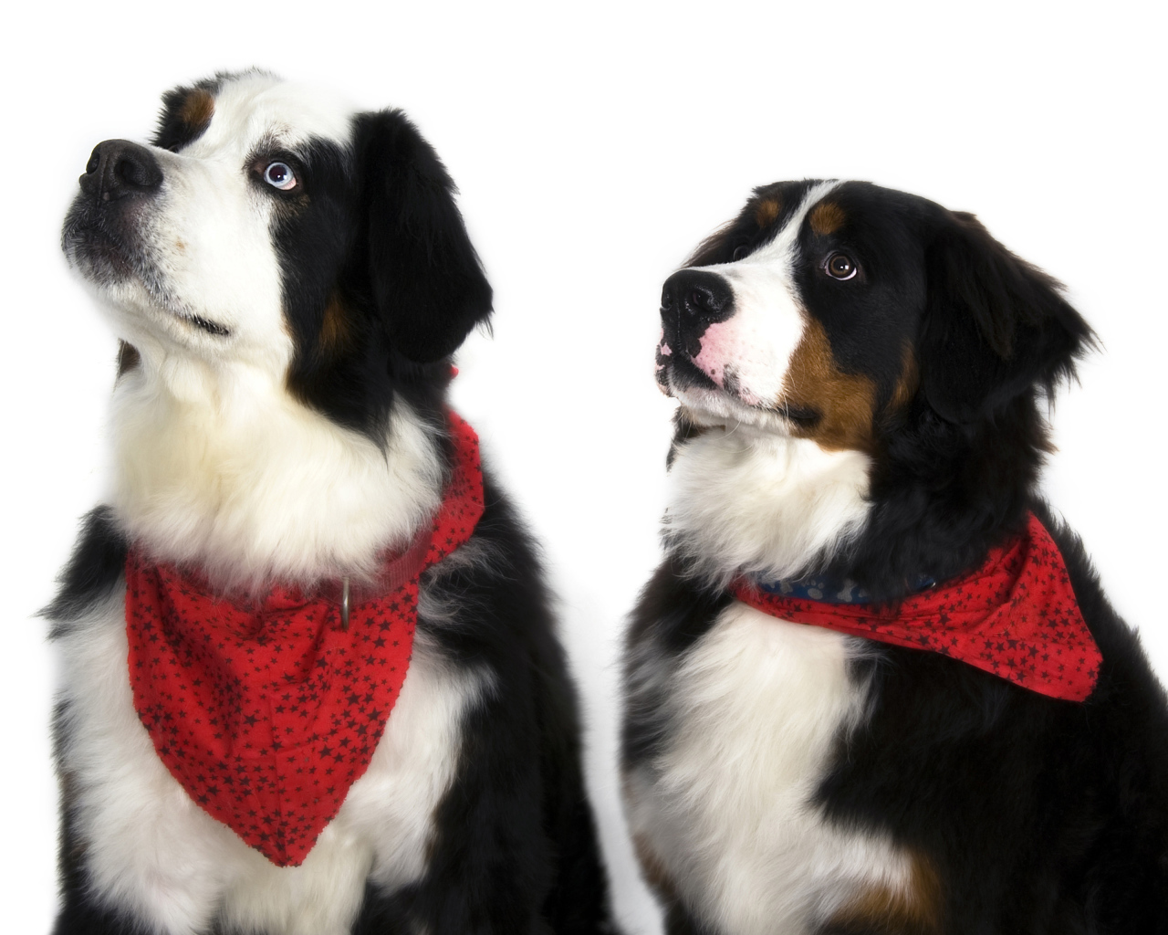 Бернские пастушьи собаки на белом фоне