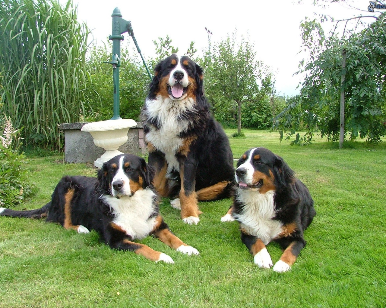 Бернские пастушьи собаки на лужайке
