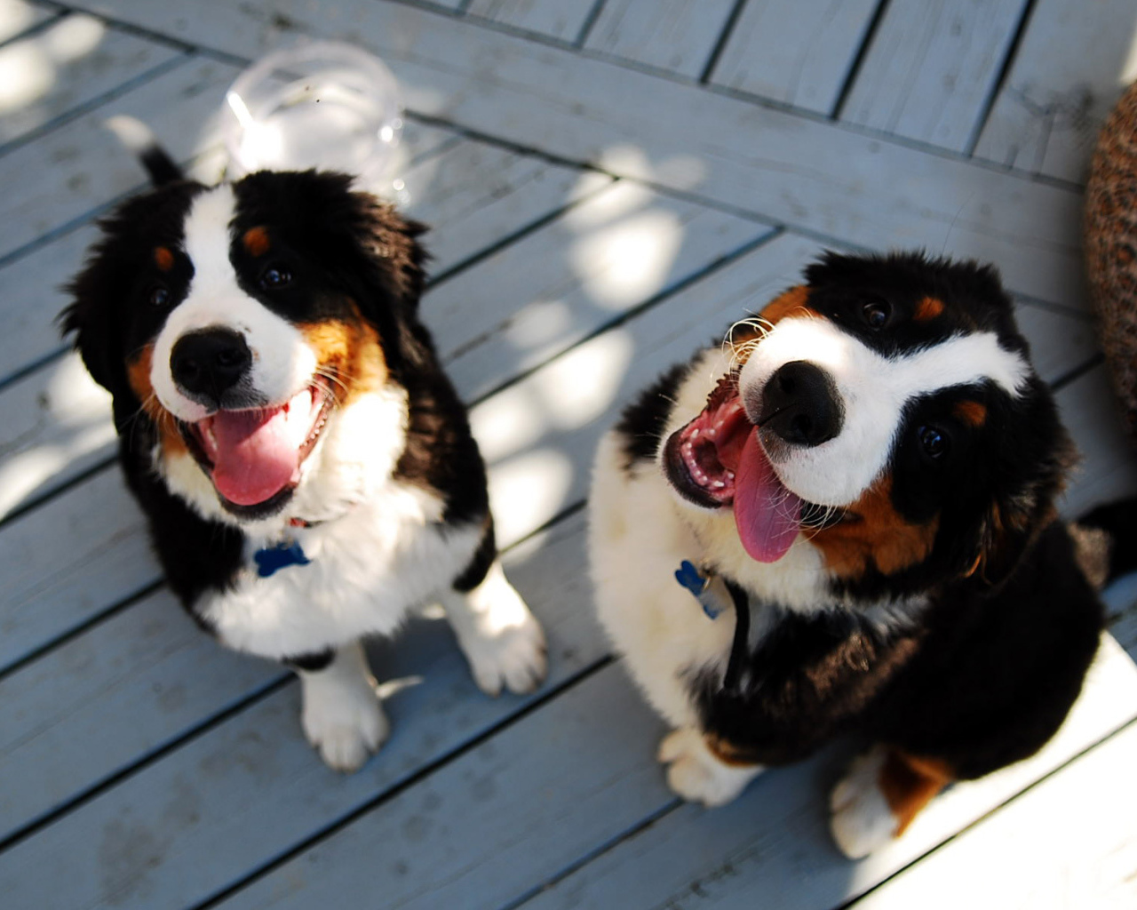 Щенки бернской пастушьей собаки улыбаются
