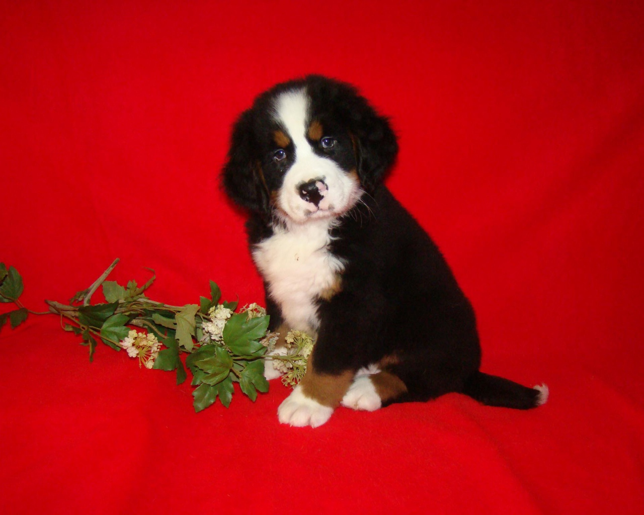 Bernese Mountain dog puppy and flower