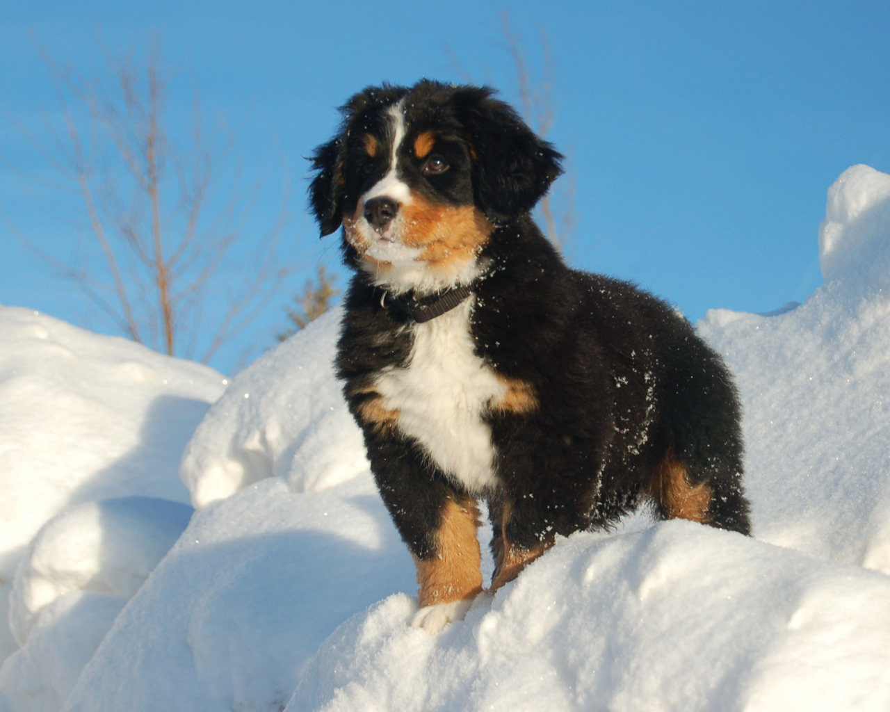Щенок бернской пастушьей собаки смотрит вдаль