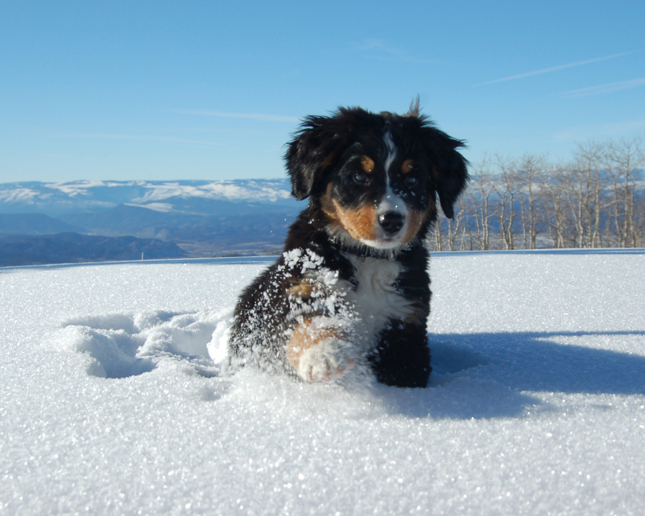 Щенок бернской пастушьей собаки в сугробе