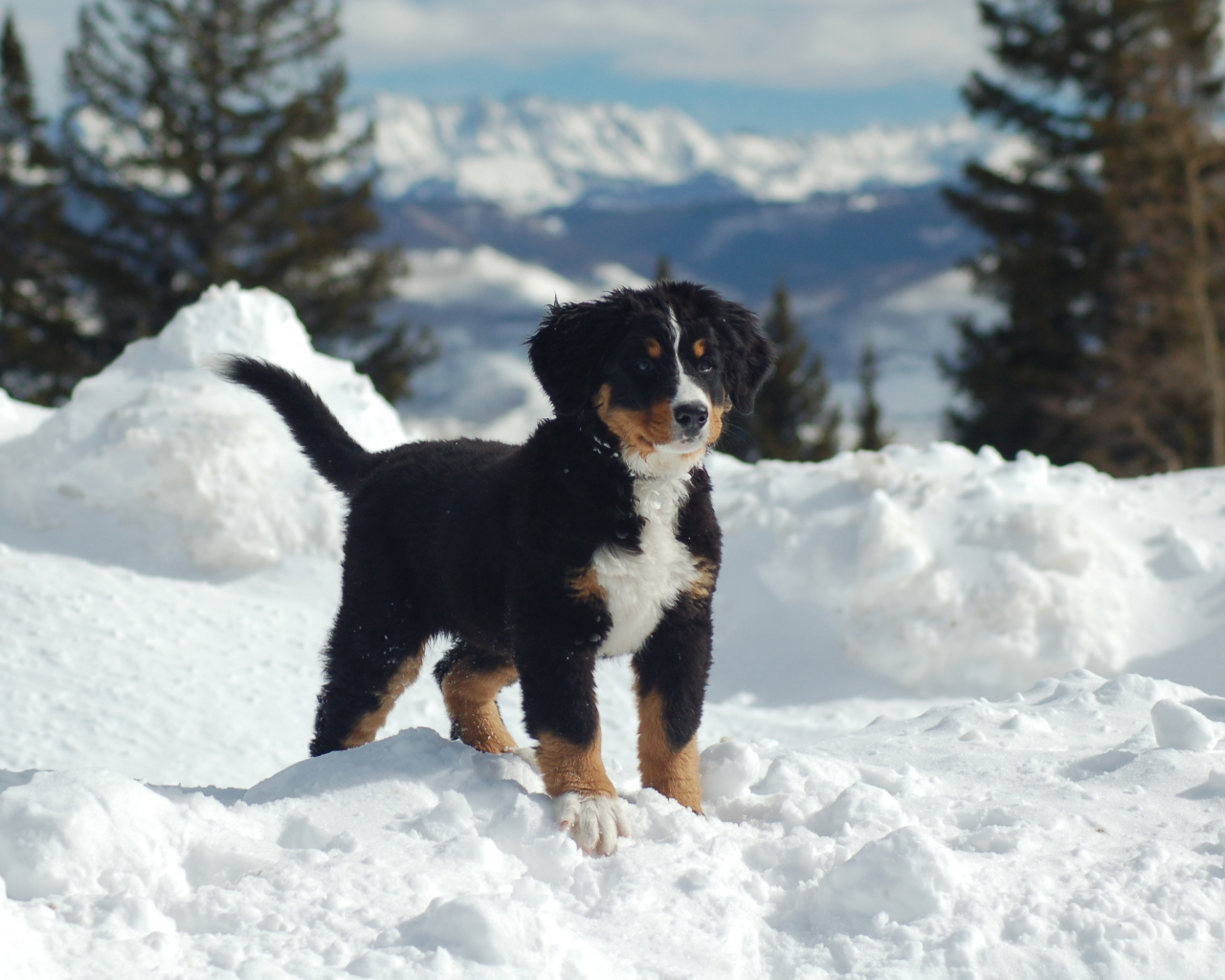 Щенок бернской пастушьей собаки на снегу