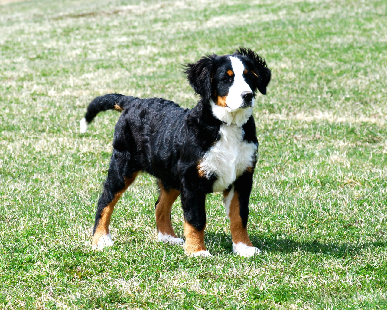 Bernese Mountain dog puppy on grass