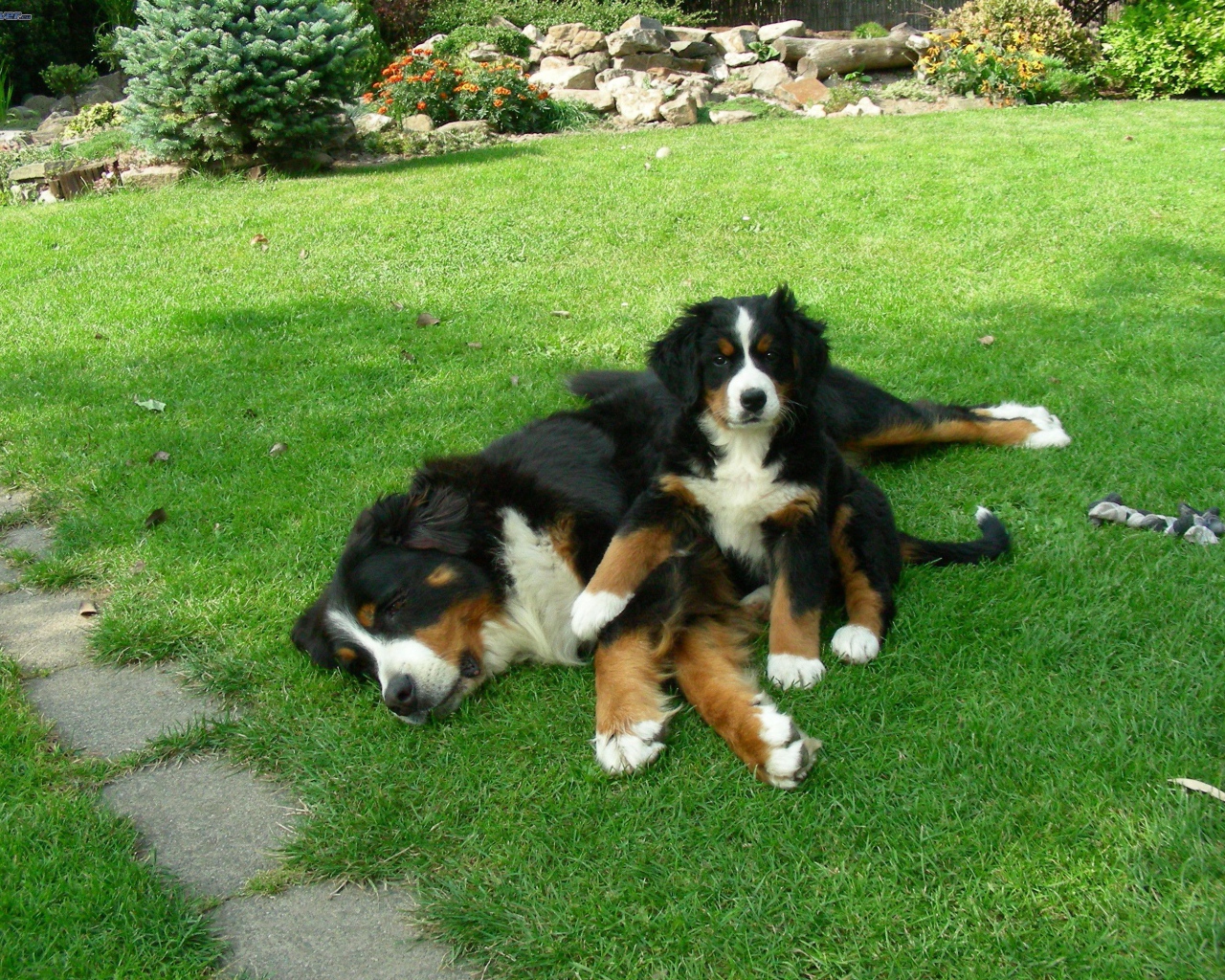 Щенок бернской пастушьей собаки с мамой