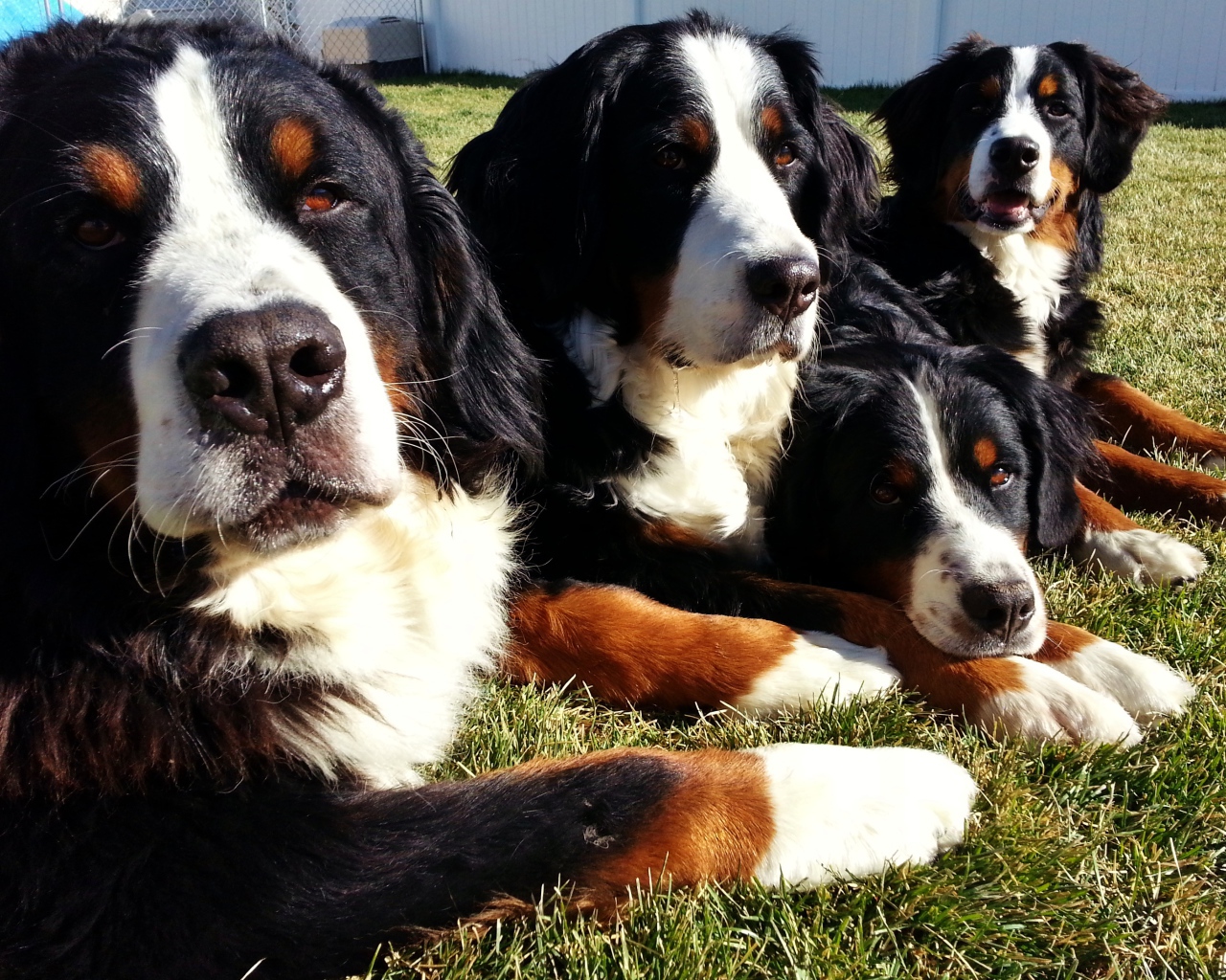 Bernese Mountain dogs lying on the grass