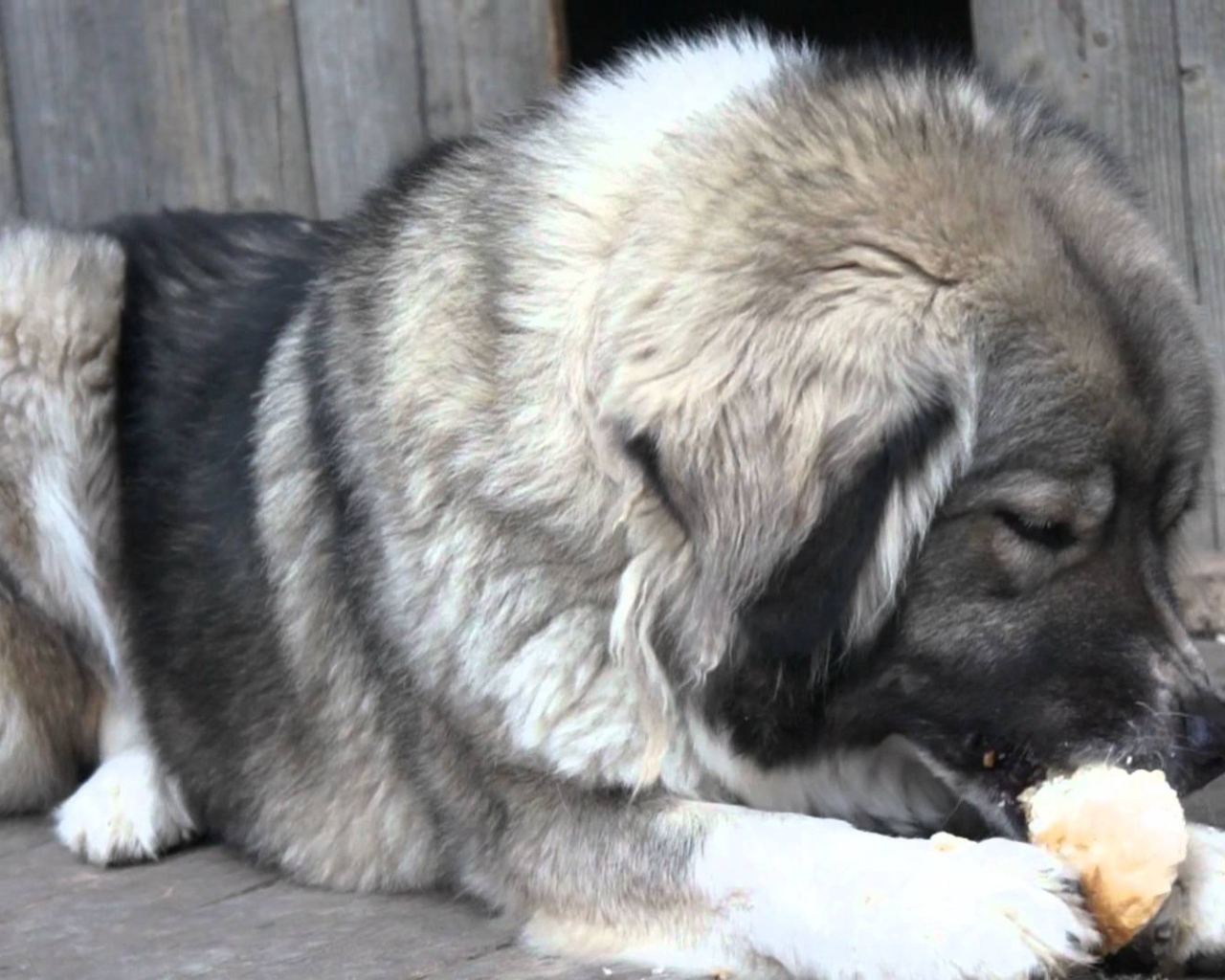 Big Caucasian Shepherd eating bread