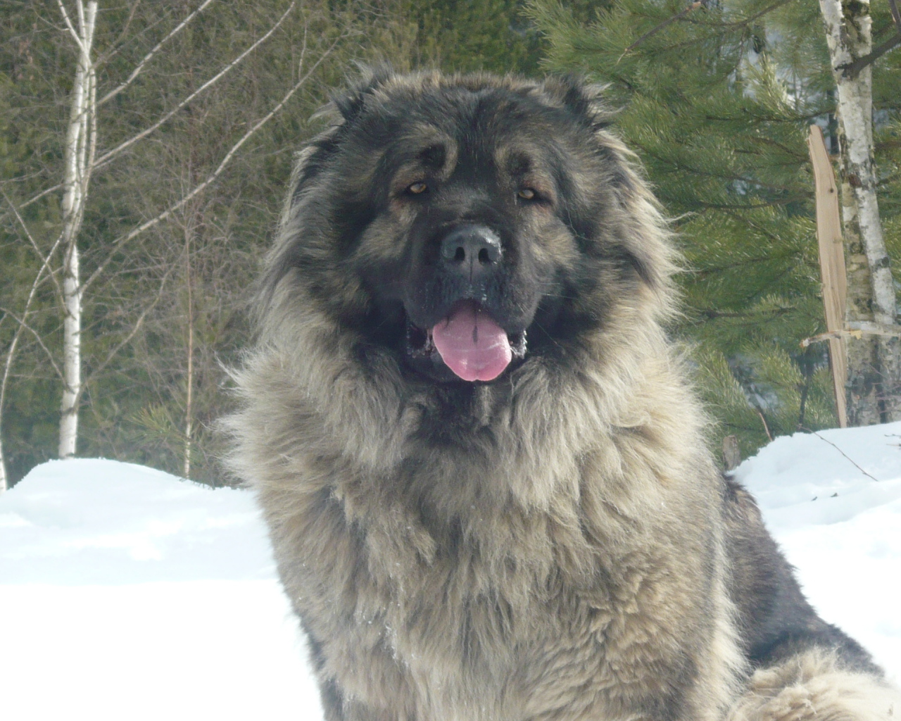 Большая Кавказская овчарка сидит на снегу