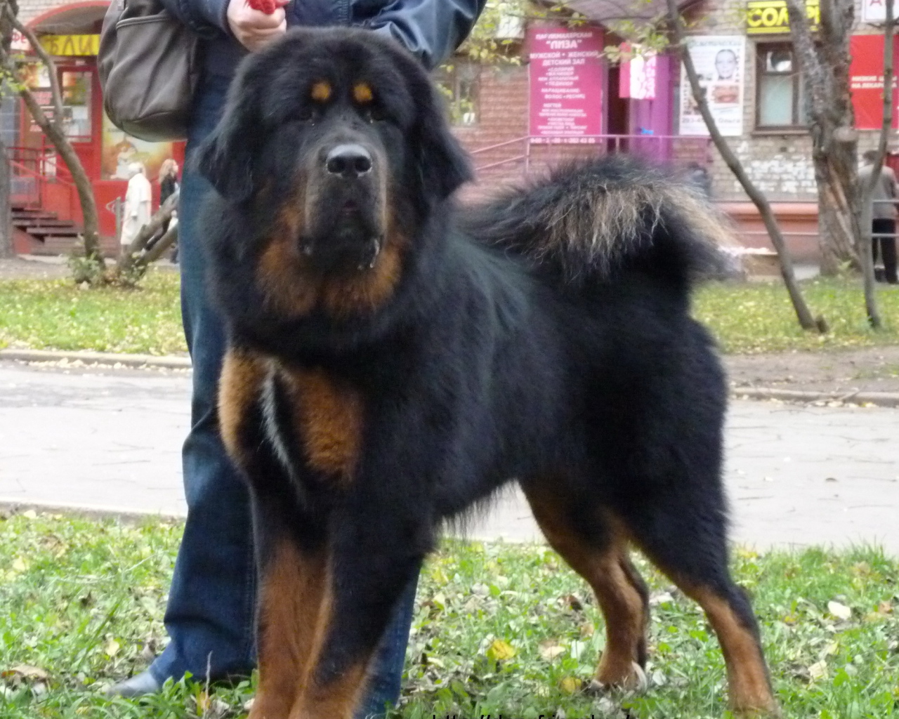 Большой черный Тибетский мастиф