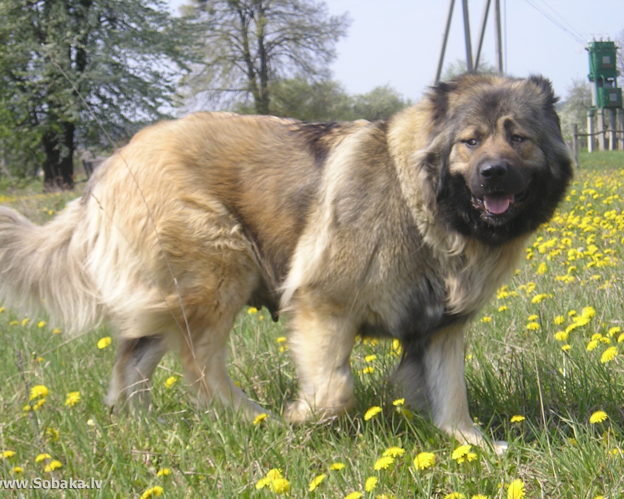 Большая Кавказская овчарка в поле