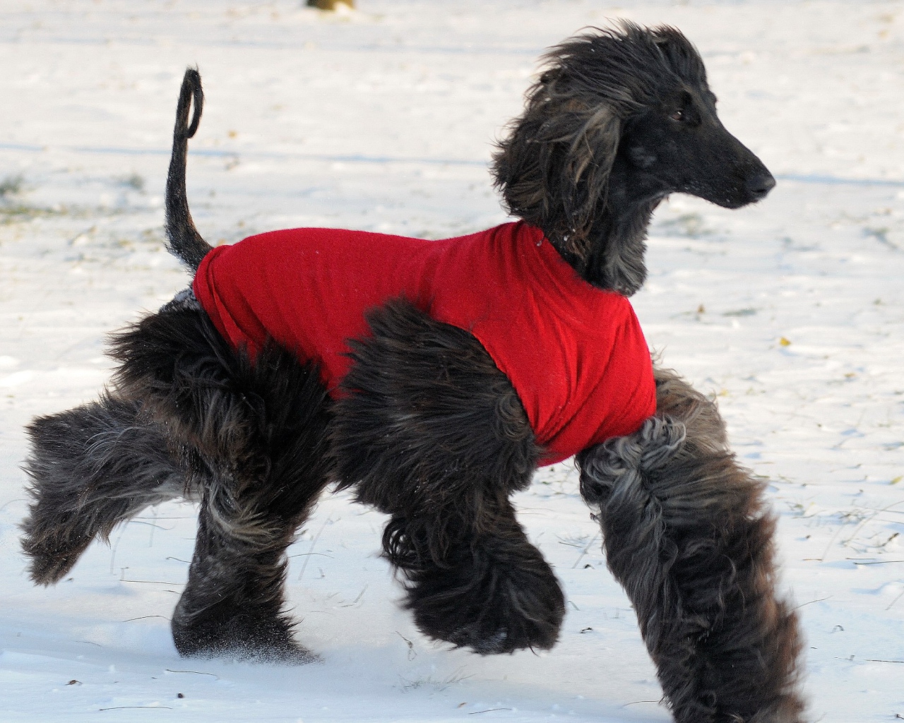 Чёрная афганская борзая бежит по снегу