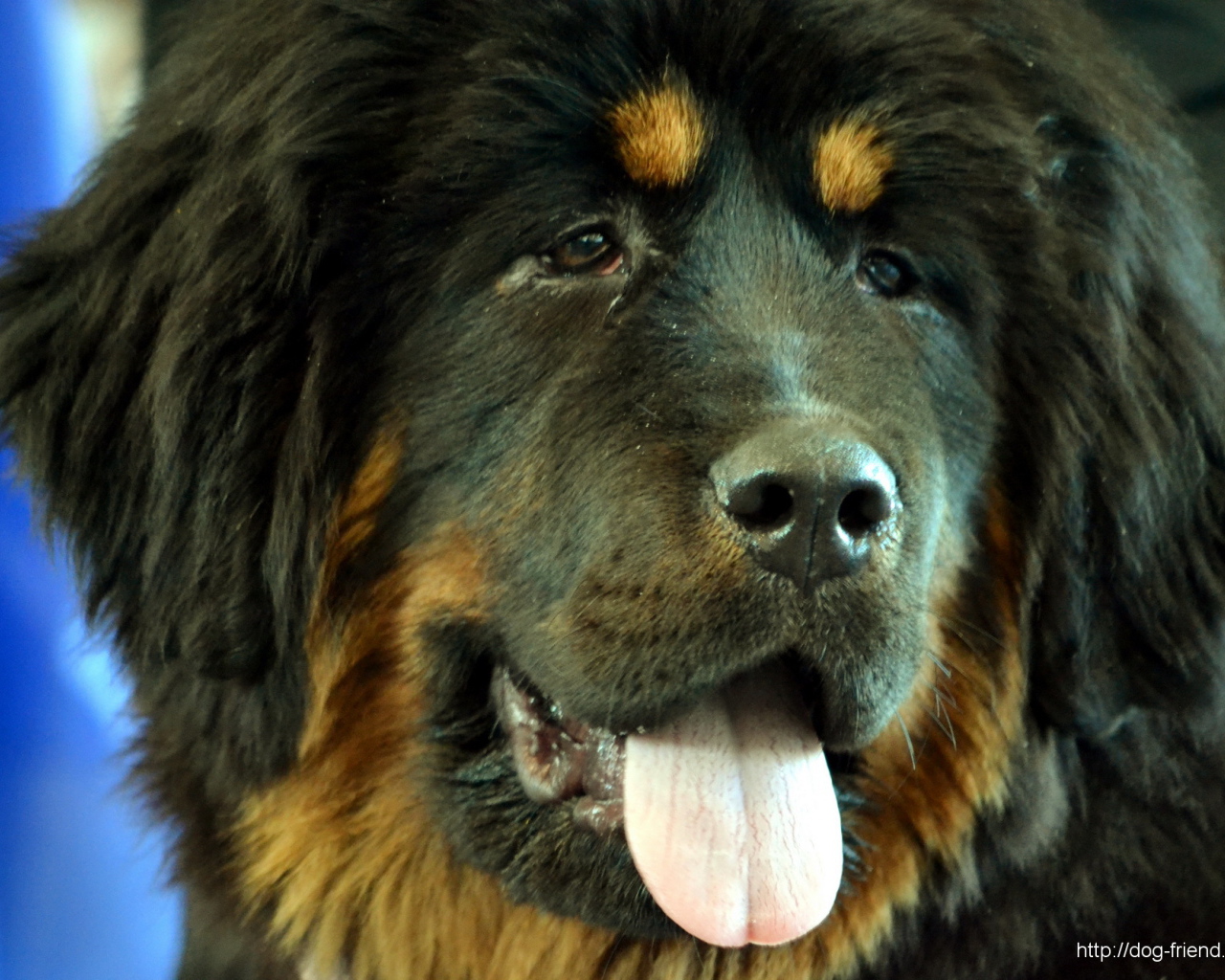 Черный Тибетский мастиф крупным планом