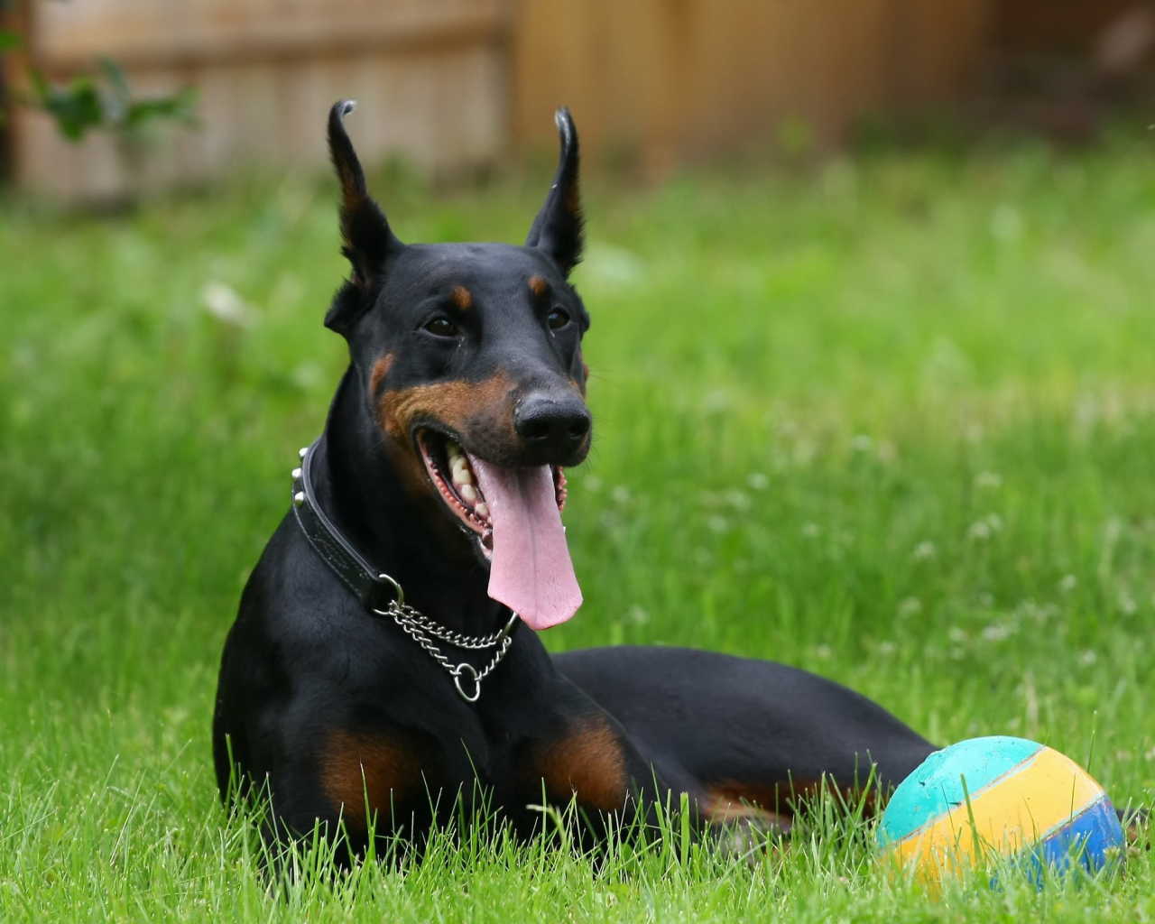 Черный доберман и мяч