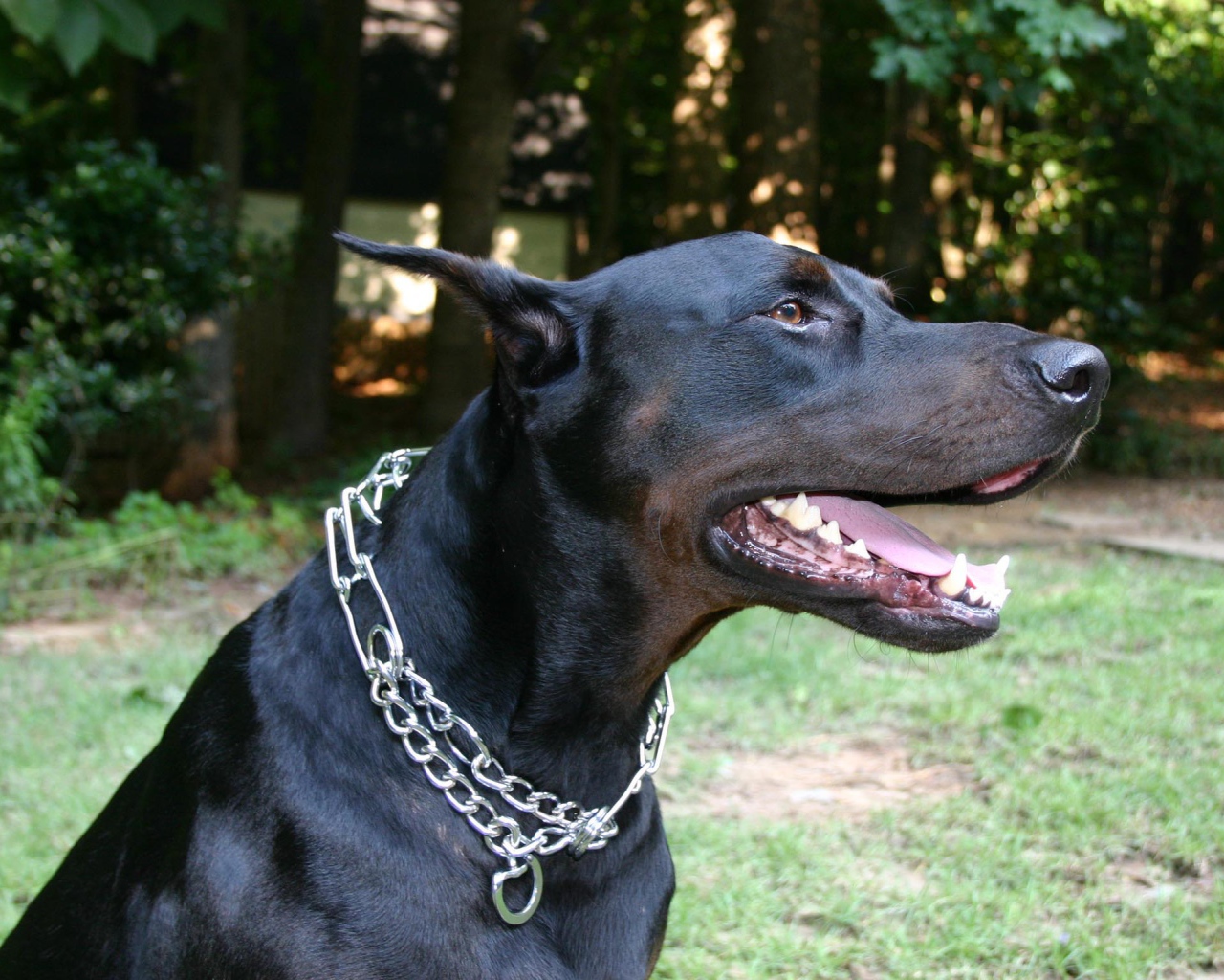Черный доберман с металлической цепью