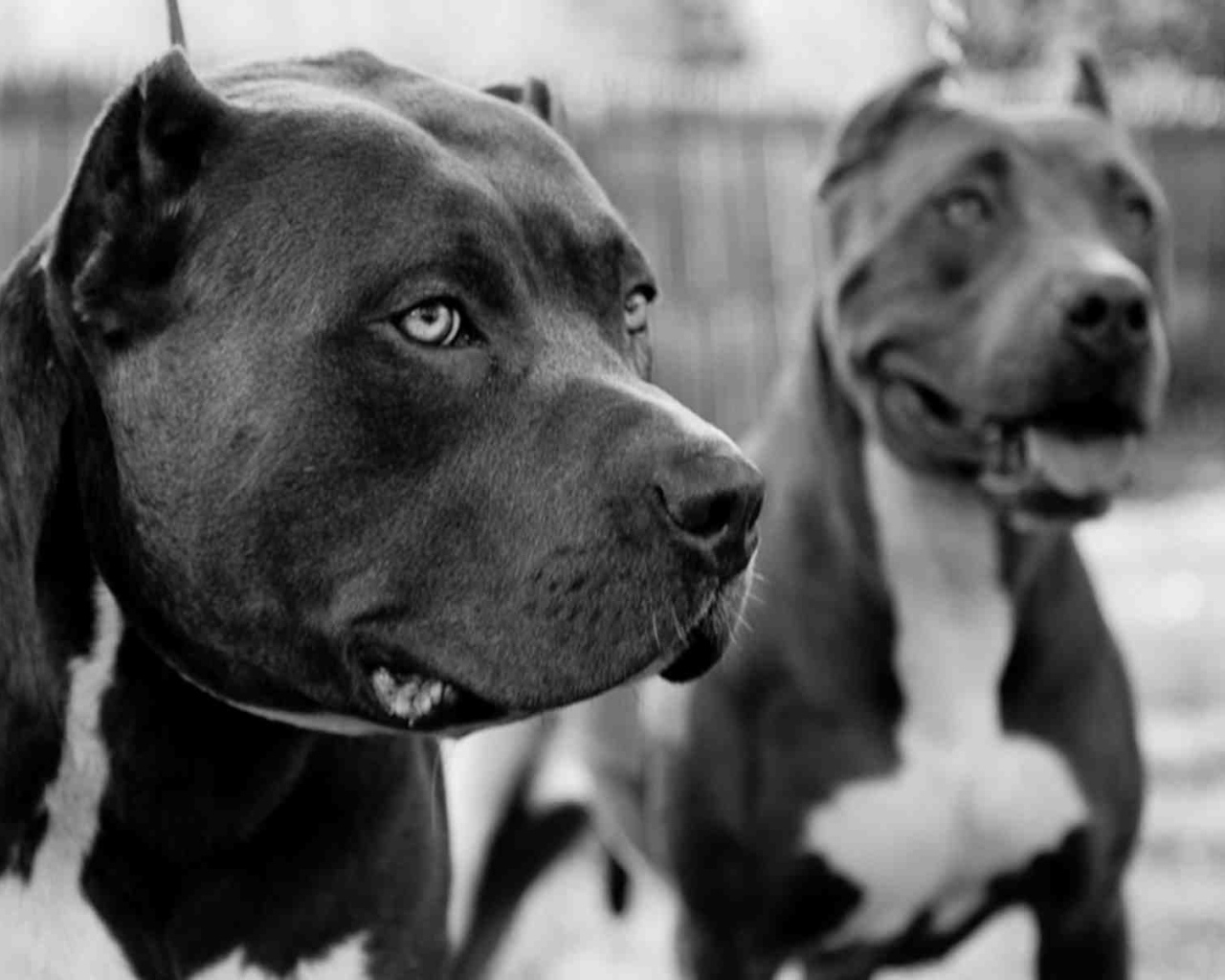 Чёрные питбули