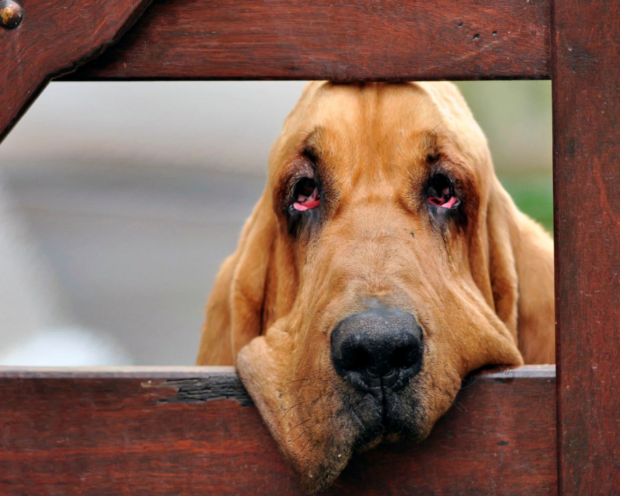 Бладхаунд загрустил