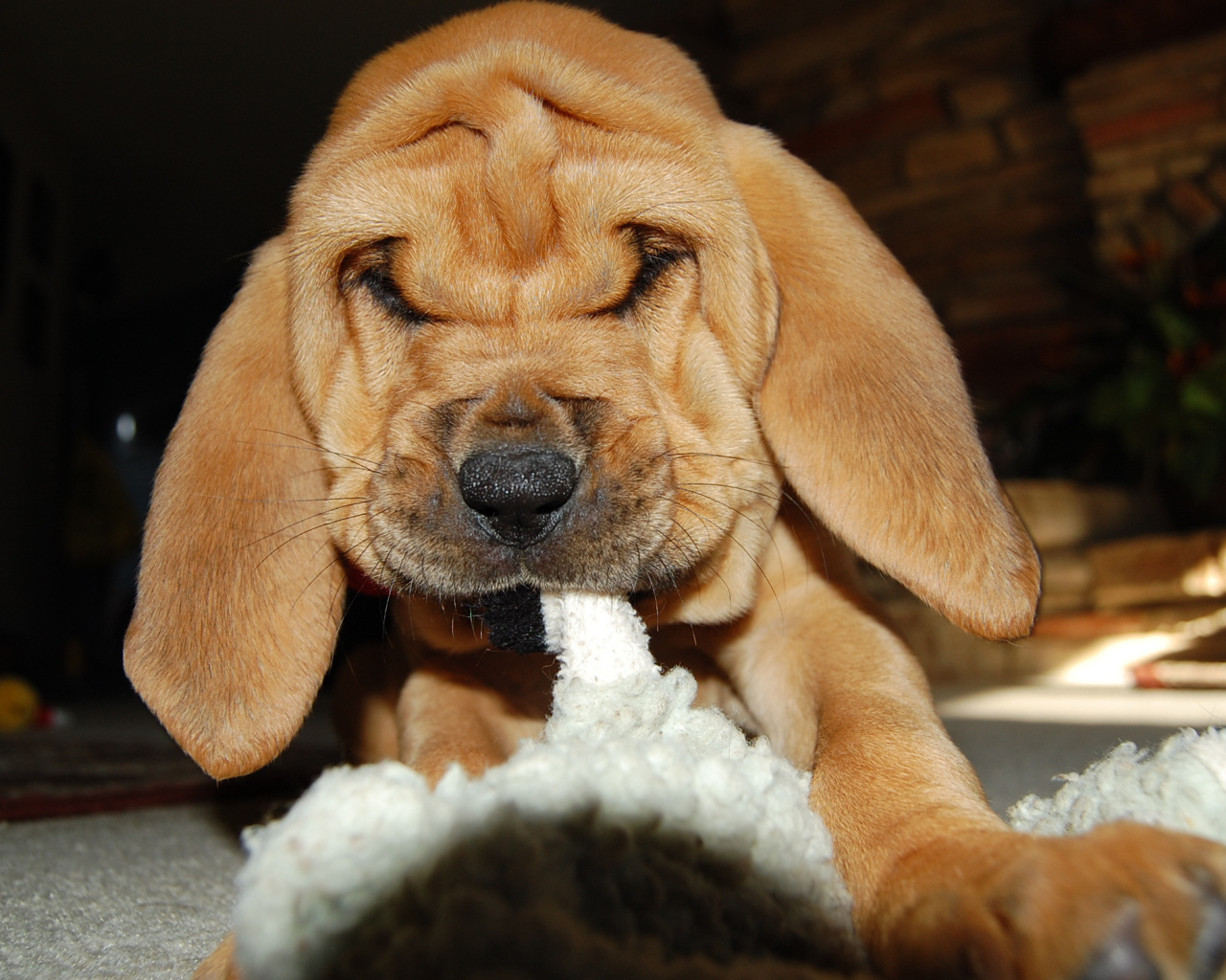 Щенок бладхаунда что-то грызёт